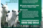Como evitar bse